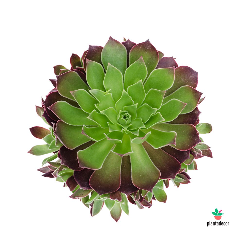 Aeonium Phoenix Flame