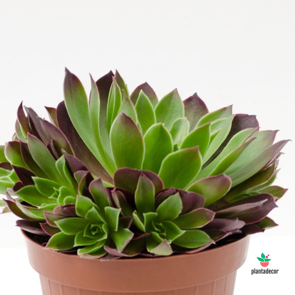 Suculentas online Aeonium