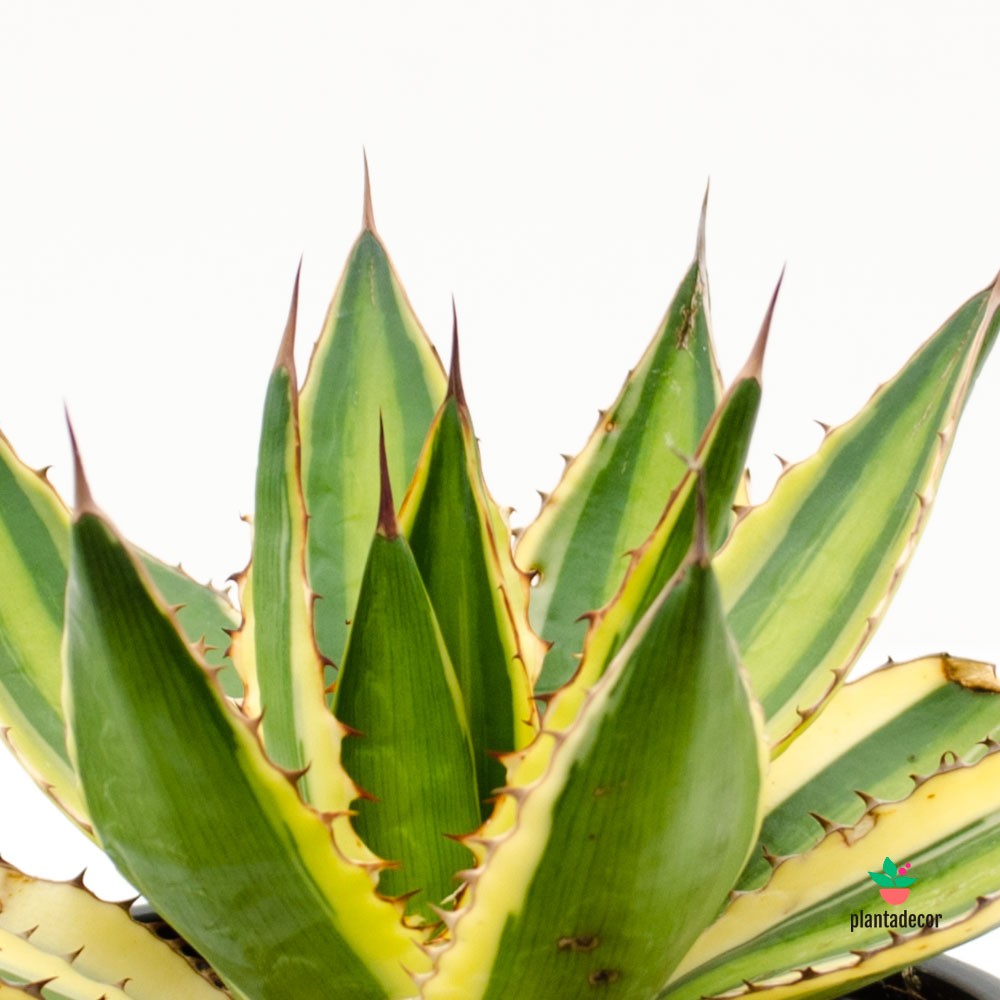 Agave Lophantha "Quadricolor