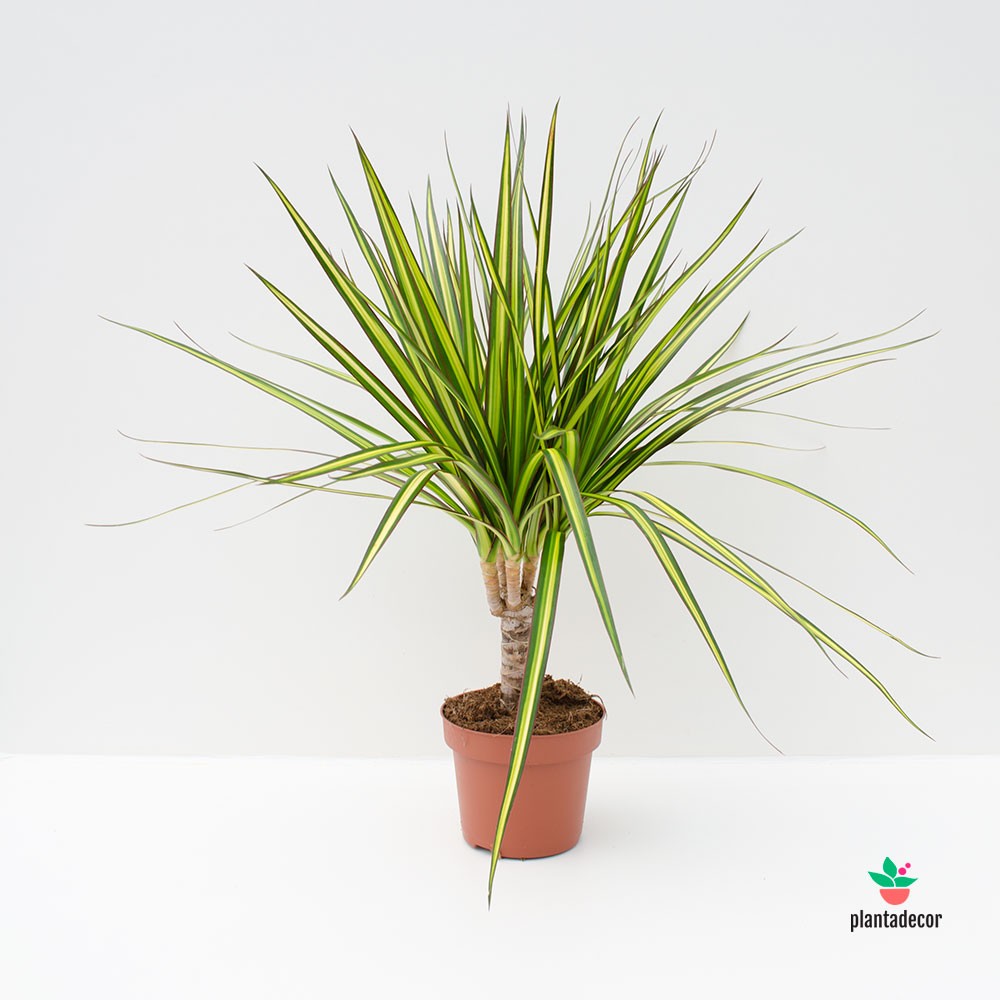 Dracaena Marginata Sunray
