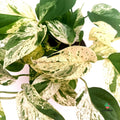 Epipremnum Marble