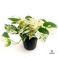 Comprar Epipremnum 