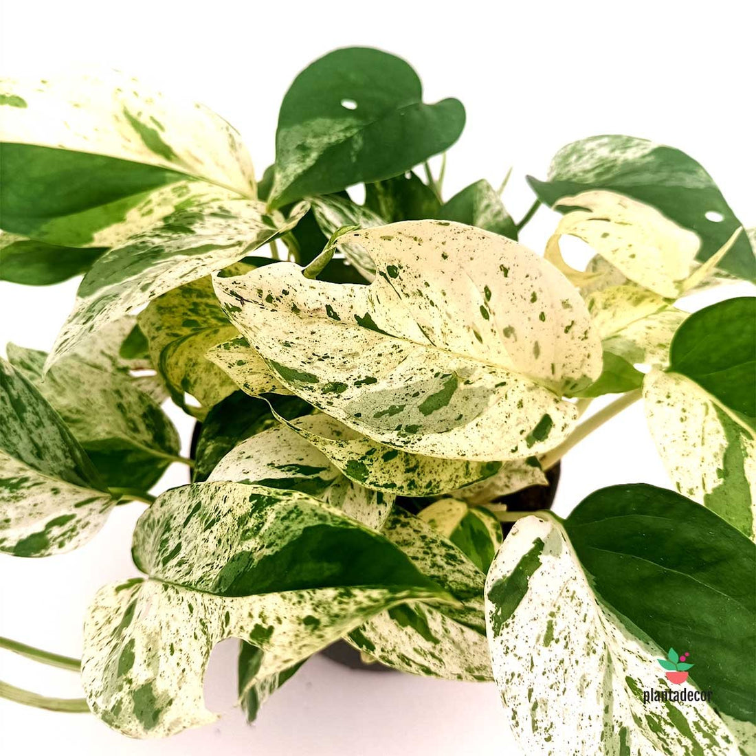 Cuidados Epipremnum "Marble Variegata"