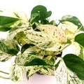 Cuidados Epipremnum 