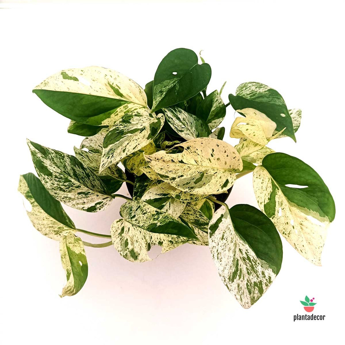 Cuidados Epipremnum "Marble Variegata"