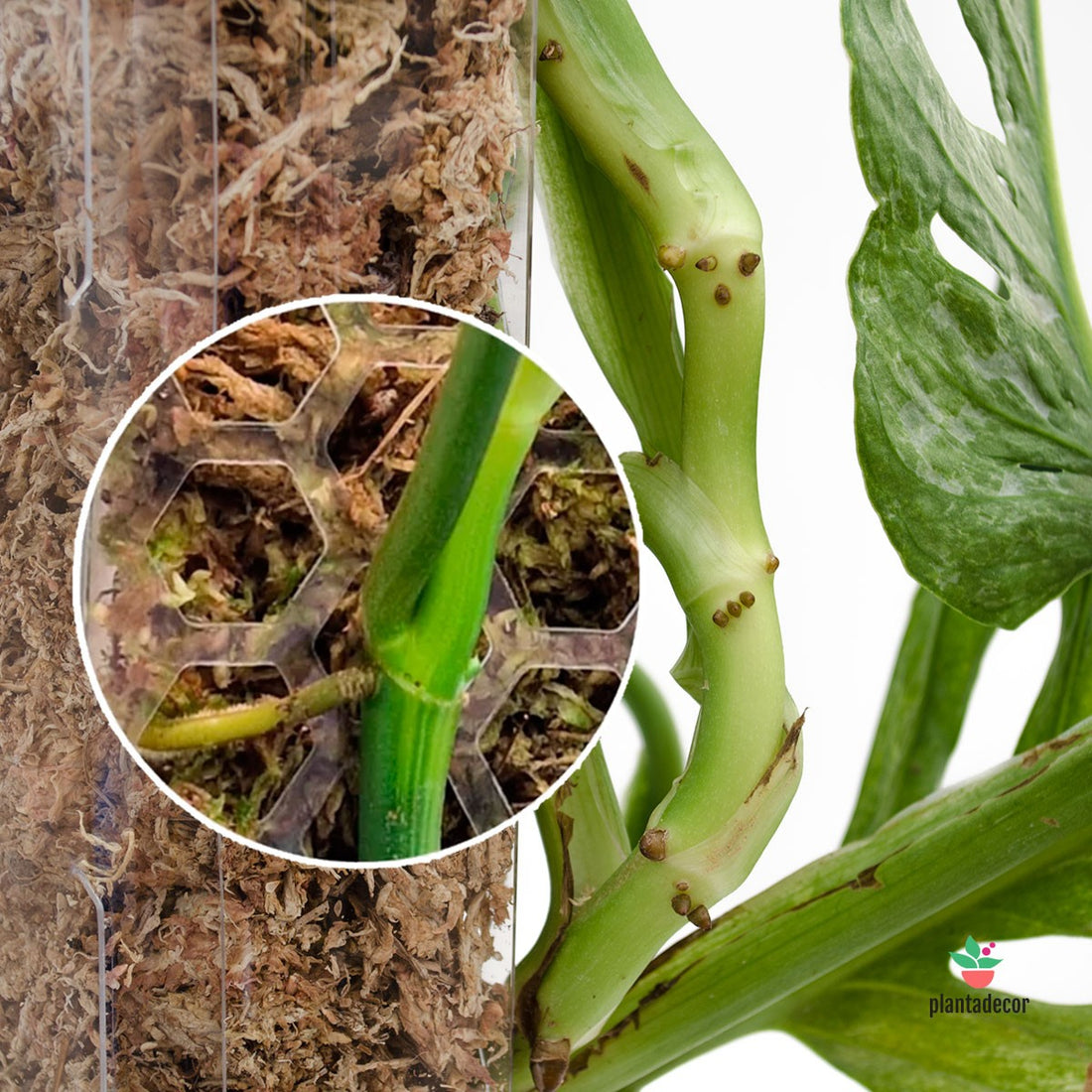 Kit Tutor Aroides M16