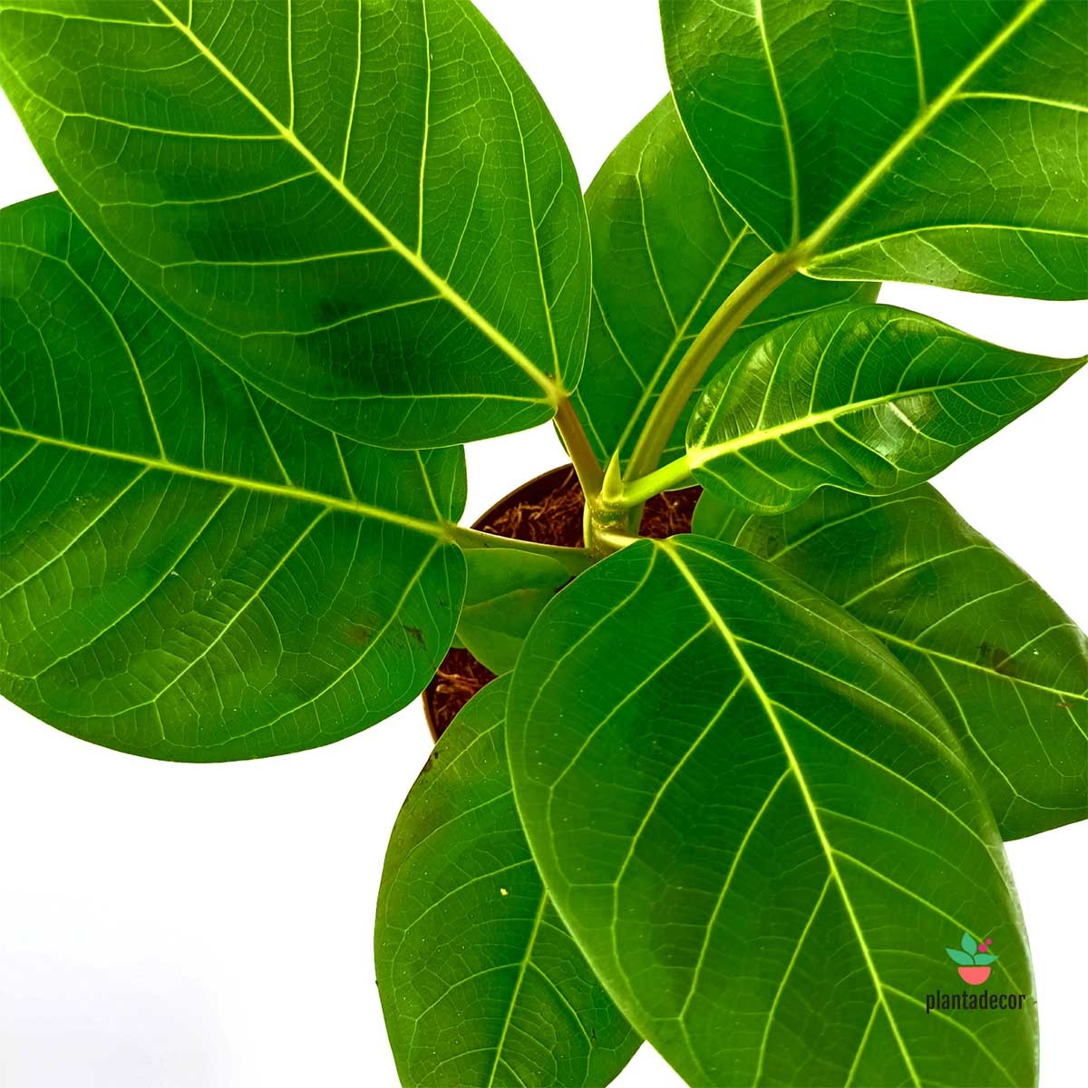 Ficus Elastica Altissima