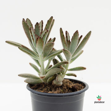 Kalanchoe Tomentosa "Nigrum"