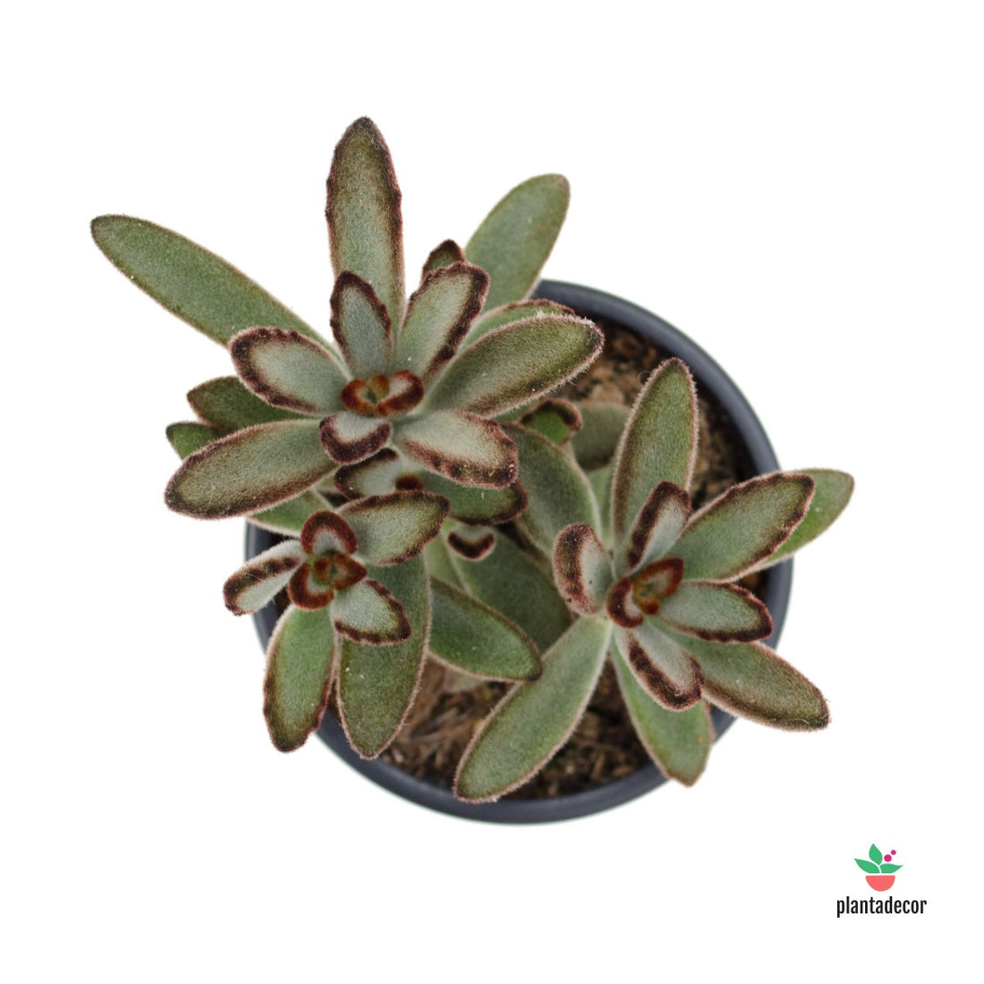 Kalanchoe Tomentosa "Nigrum"