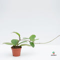 Stick para plantas