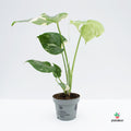 Comprar Tutor Transparente Para Plantas