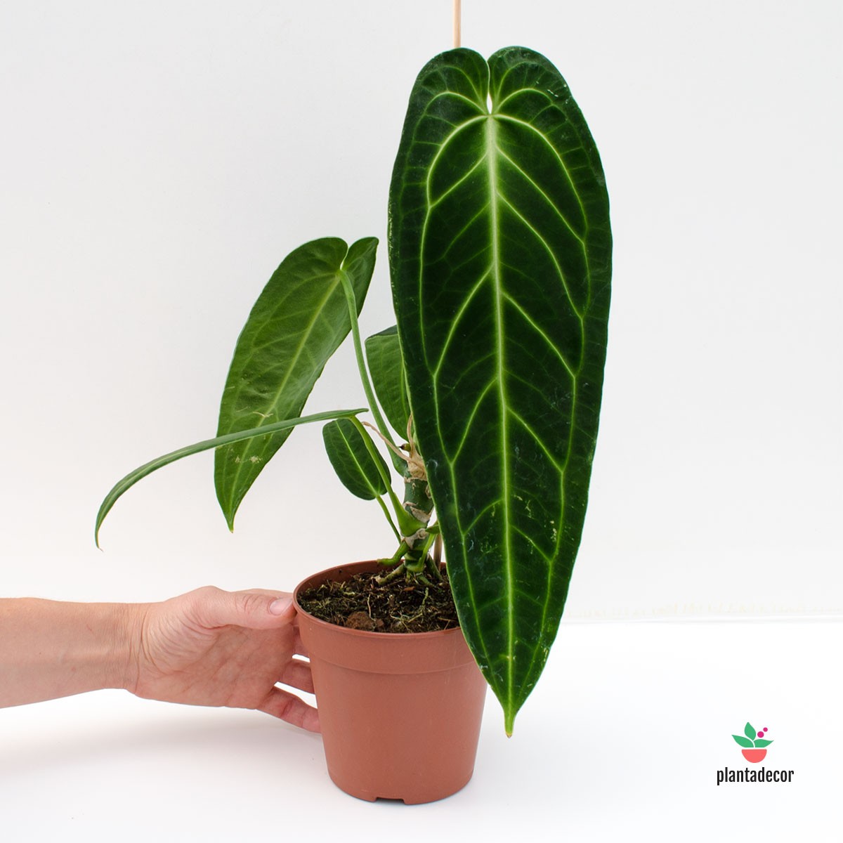 Comprar Anthurium Warocqueanum