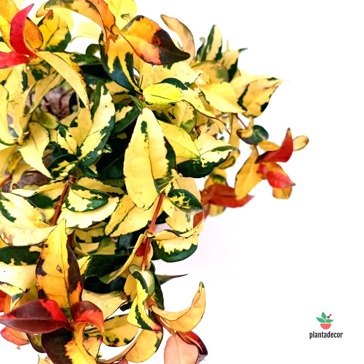 Trachelospermum 'AureoVariegatum'