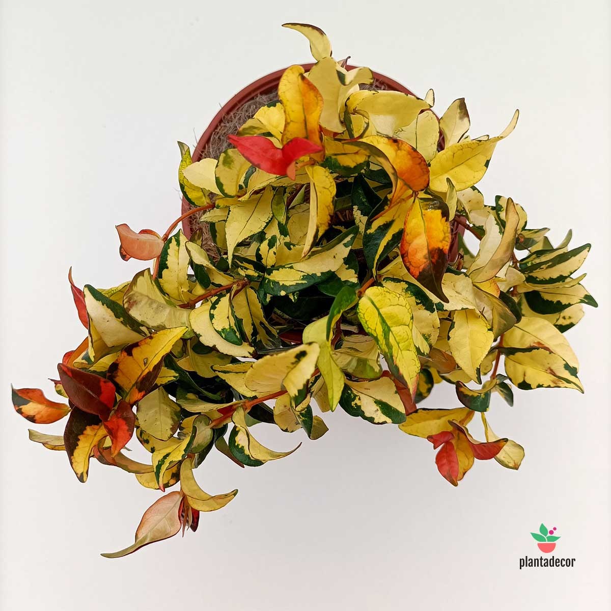 Trachelospermun Asiaticum  'AureoVariegatum'