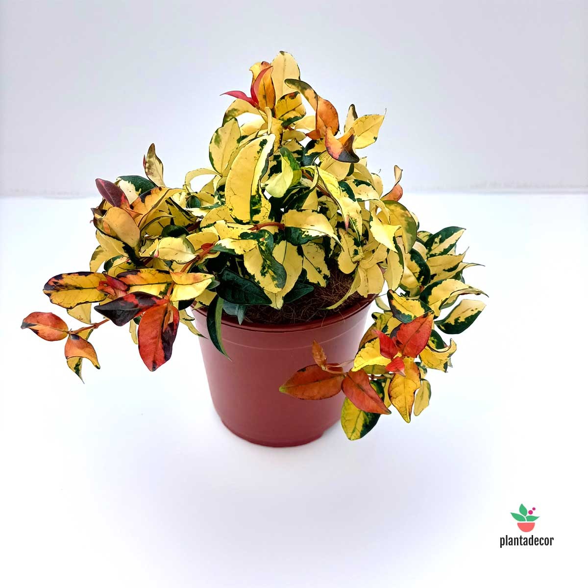 Comprar Trachelospermun