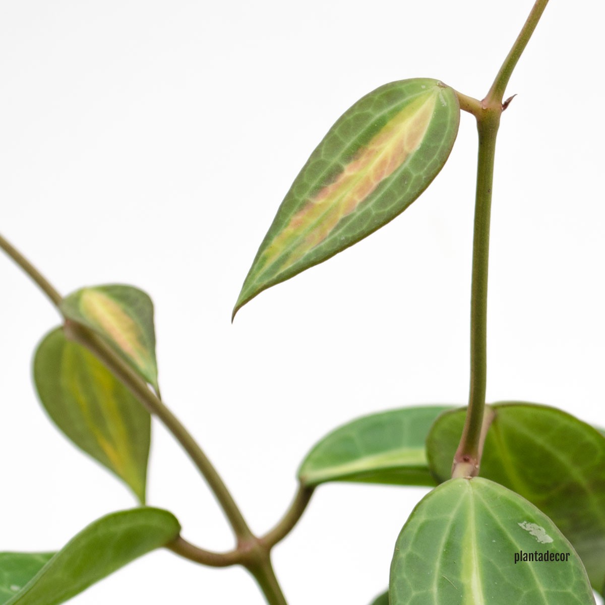 Hoya dorada