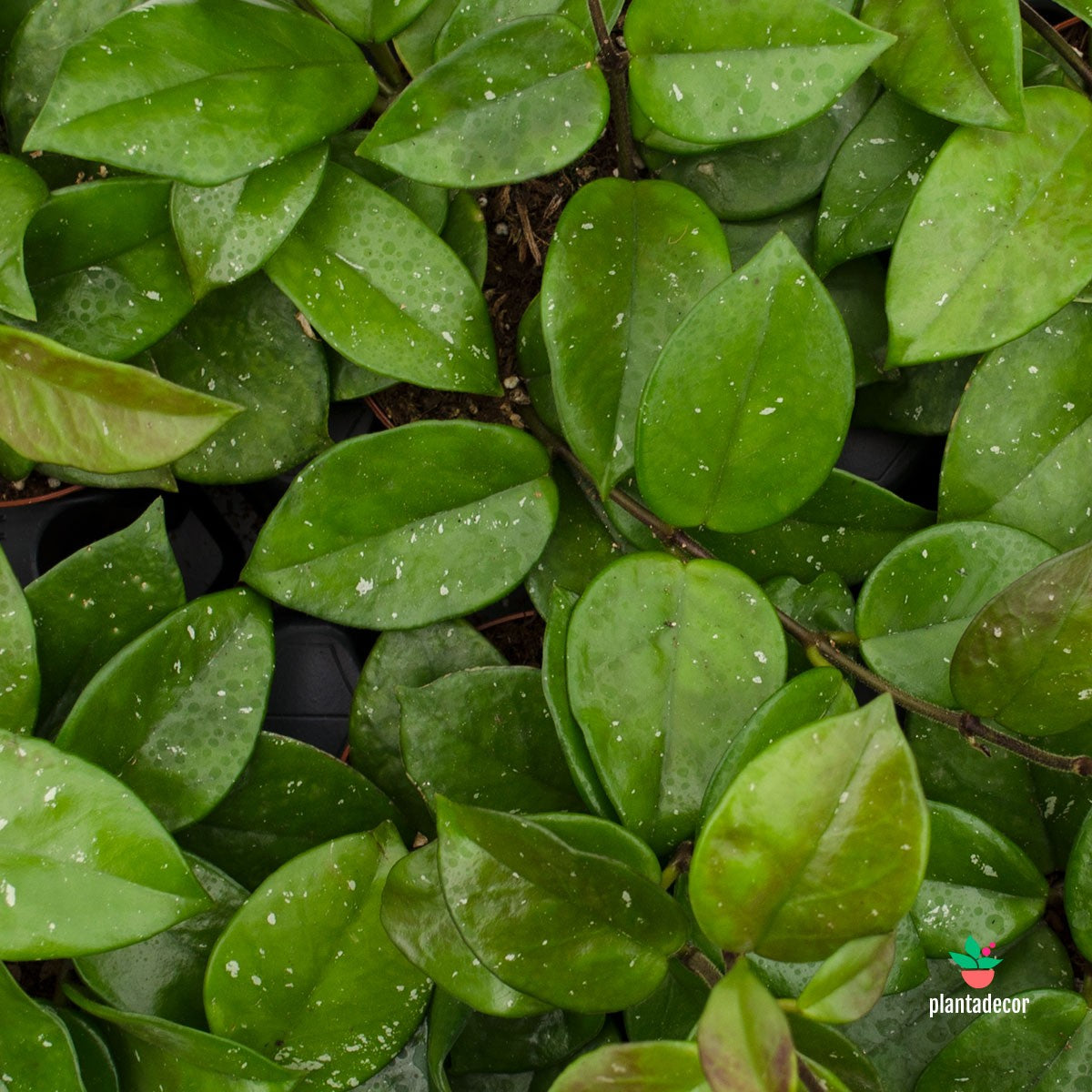 Hoya Freckles Splash España y Portugal