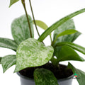 Hoya manchas plateadas