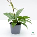 Hoya Silverspot comprar online