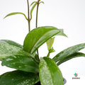 Hoya Silverspot envios españa