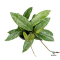 Planta de cera comprar