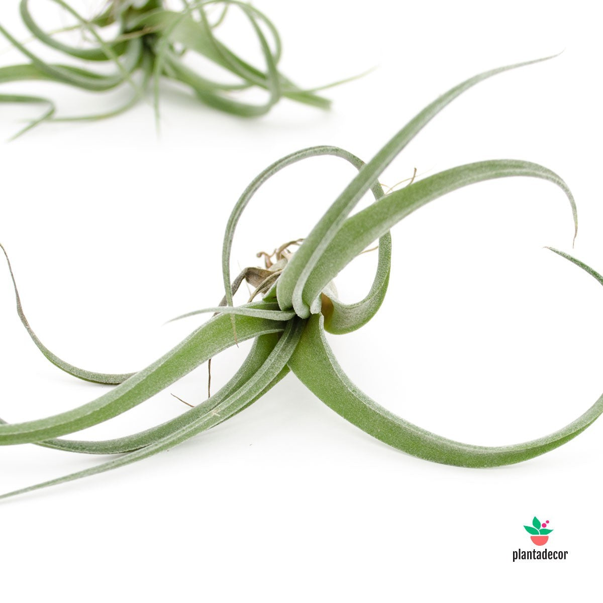 Tillandsia Curly Slim Bonsay Baby