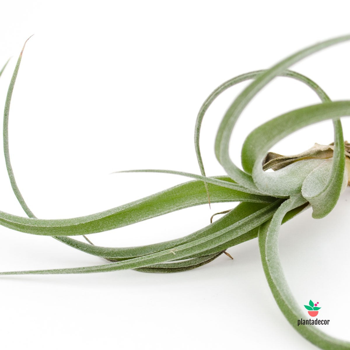 Tillandsia Curly Slim Bonsay Planta de aire