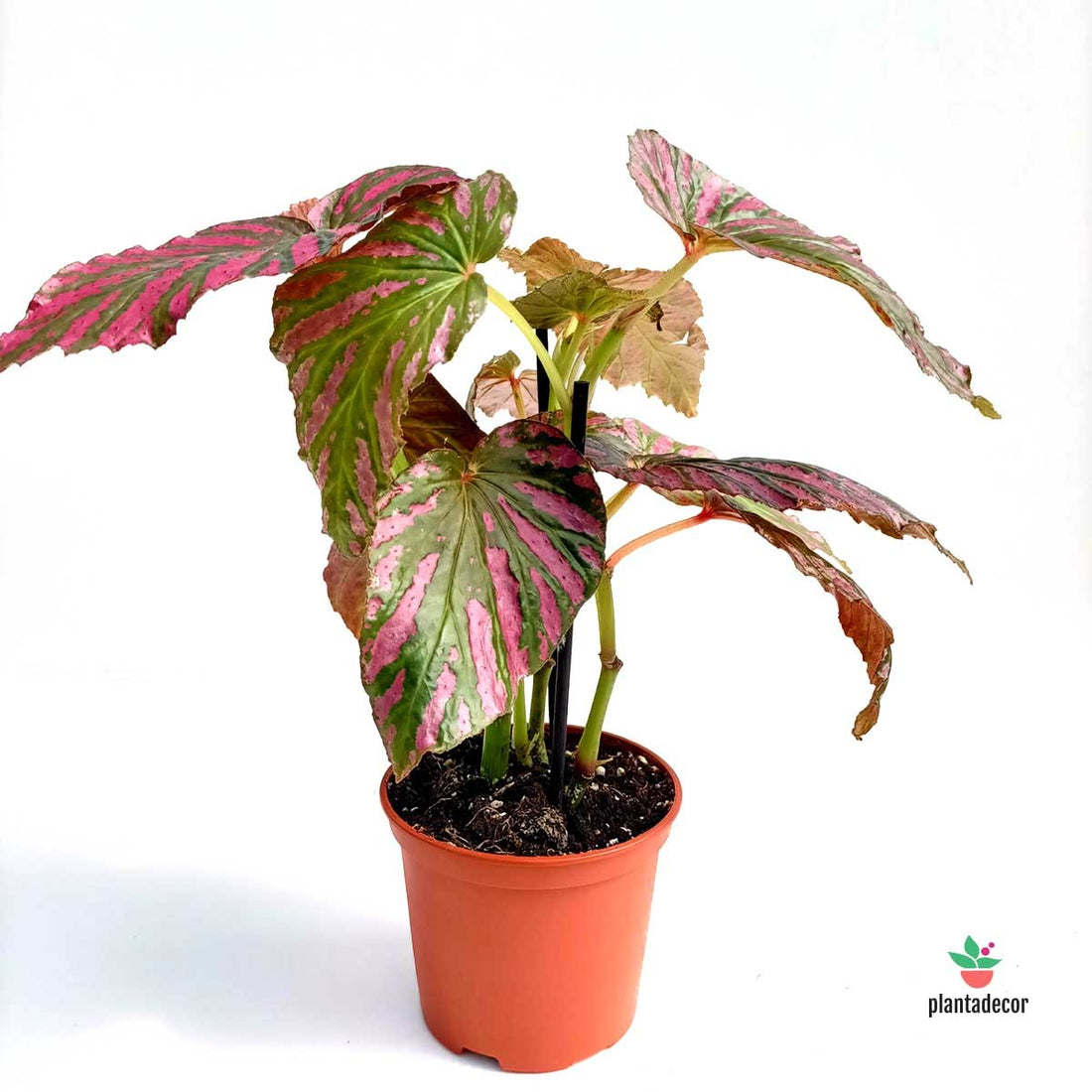 Cuidados Begonia Brevirimosa
