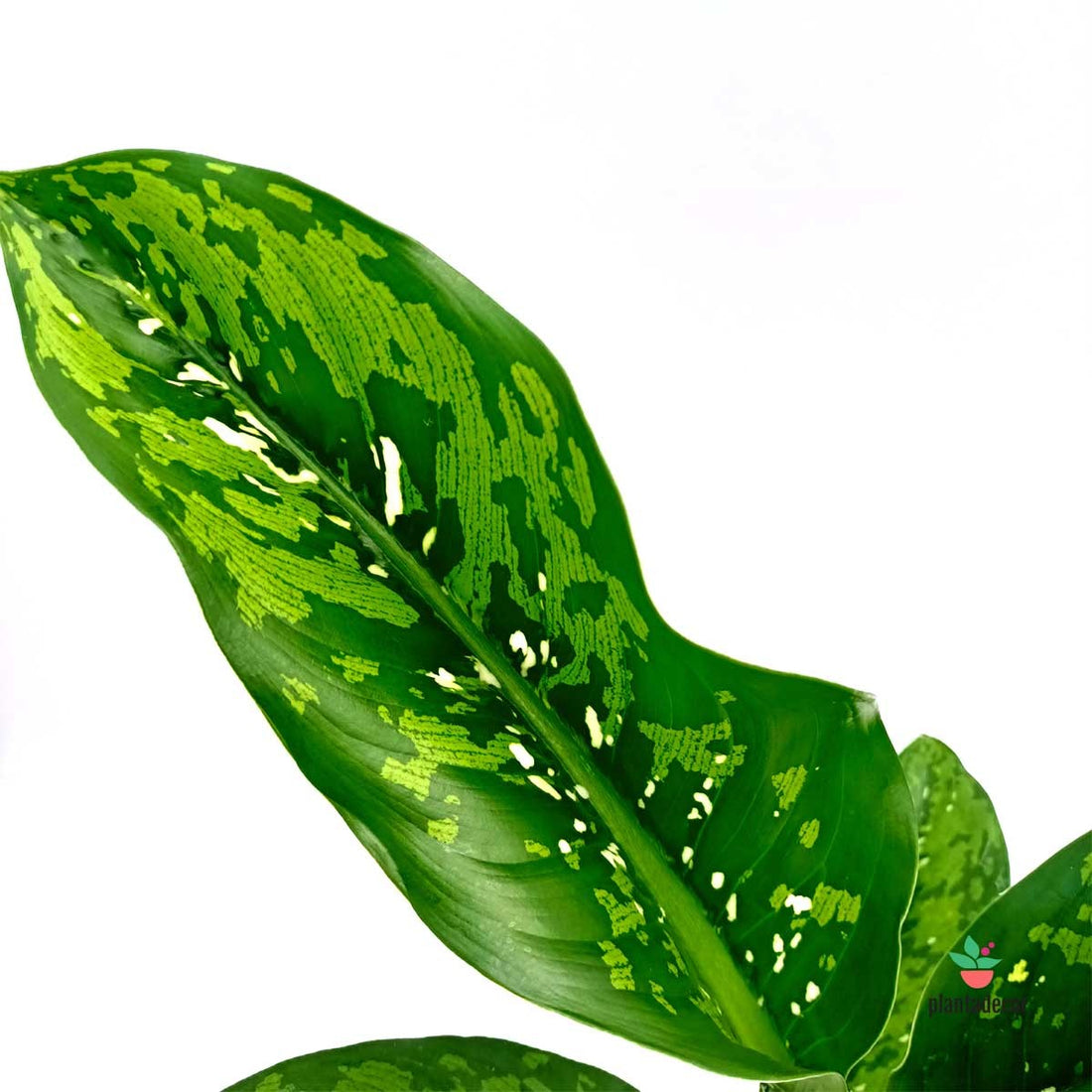 Plagas Dieffenbachia Crocodrile