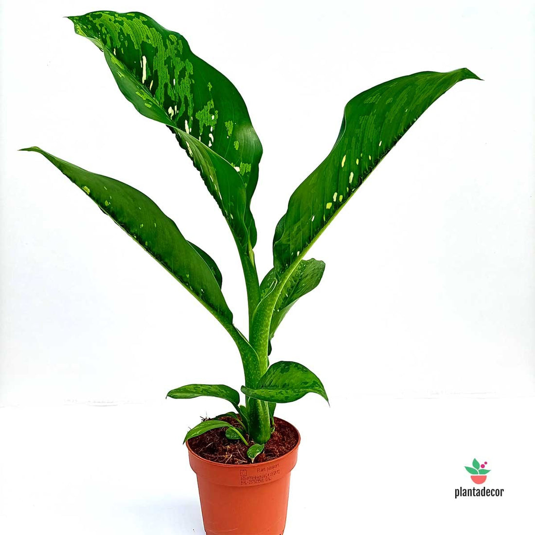 Plagas Dieffenbachia Crocodrile