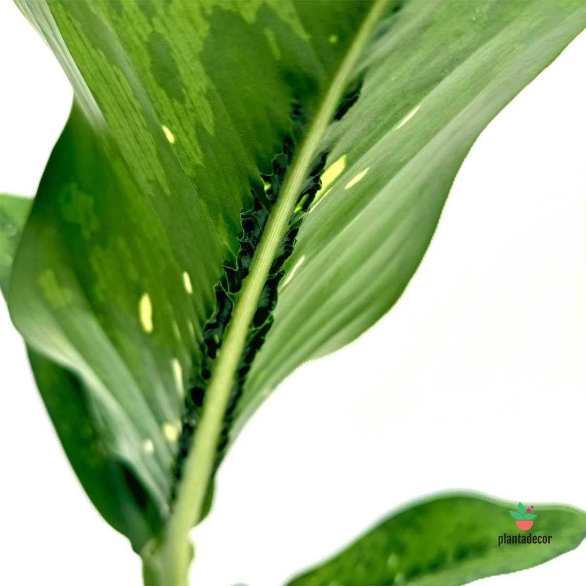 Cuidados Dieffenbachia Crocodrile