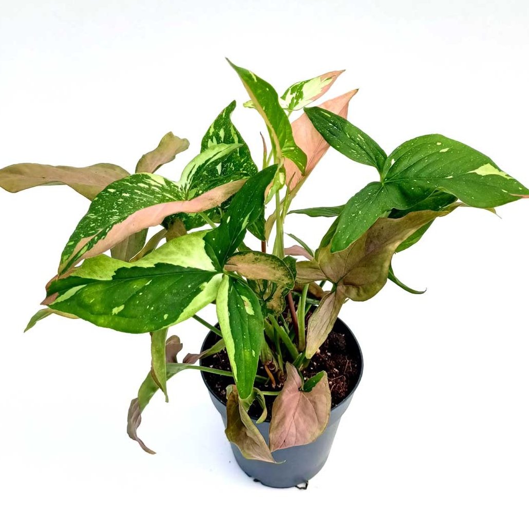 Comprar Syngonium Tricolor