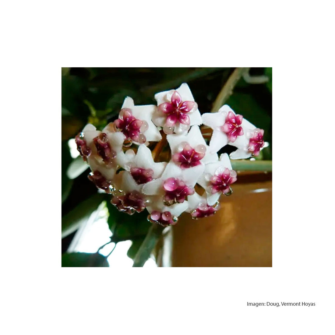 Hoya Obovata 'Variegata'