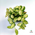 Comprar Hoya Heuschkeliana 'Variegata'
