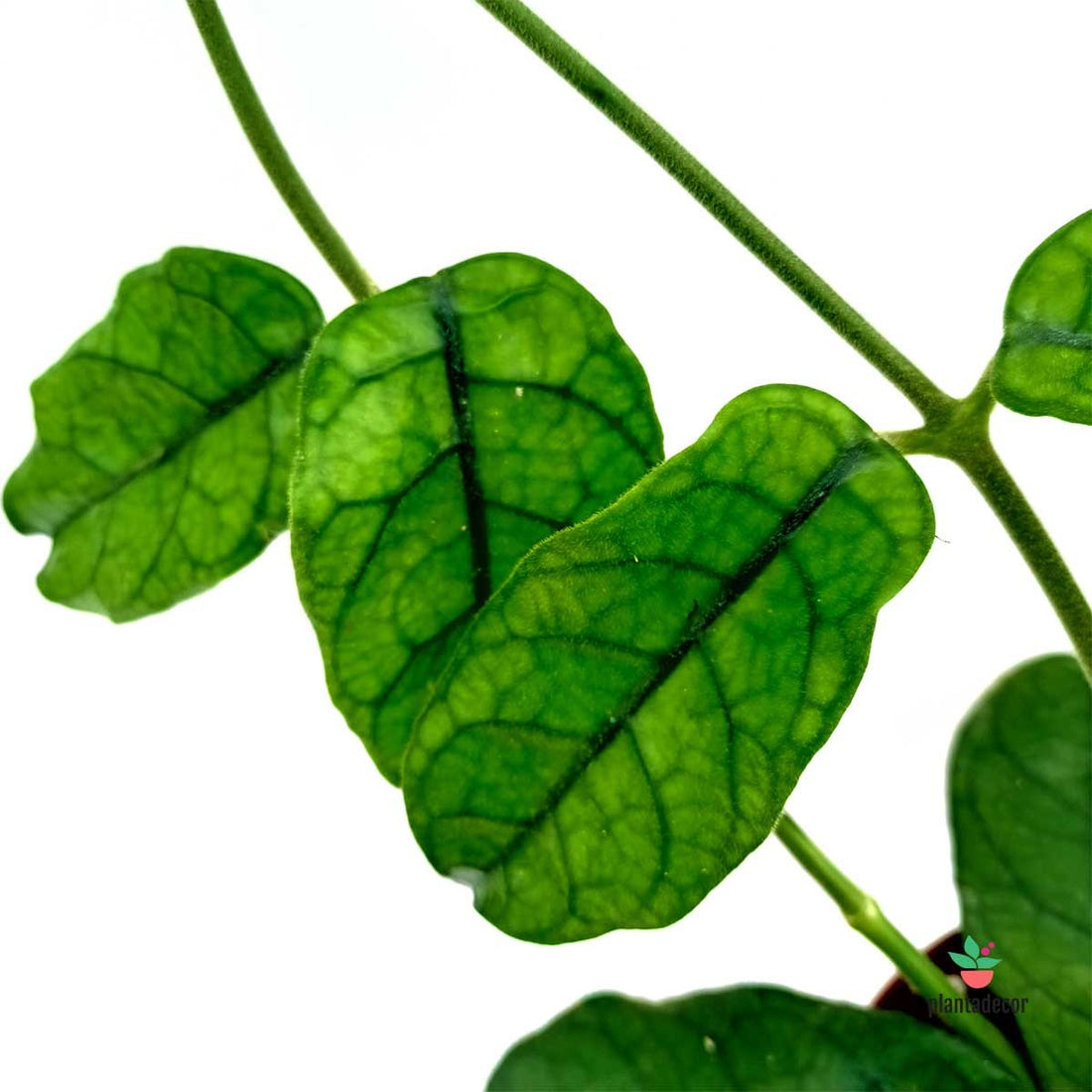 Hoya Villosa