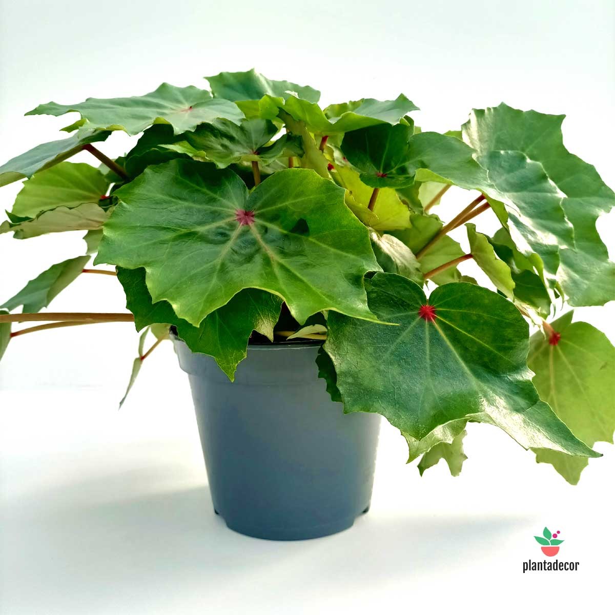 Begonia Conchifolia