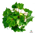 Comprar Begonia
