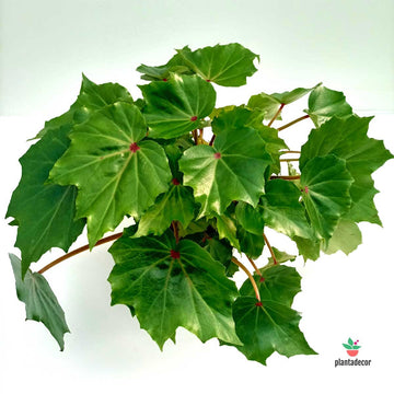 Begonia Crassicaulis x Conchifolia