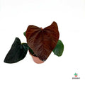 Cuidados Anthurium 'Queen of Hearts'