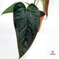 Anthurium 'Queen of Hearts'