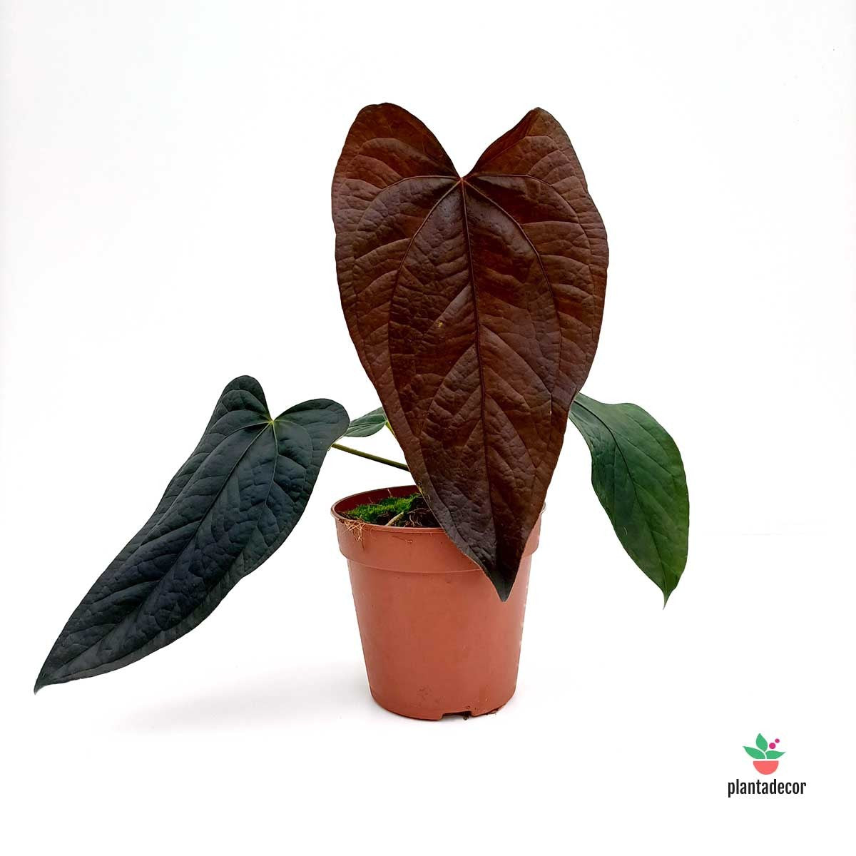 Comprar Anthurium 'Queen of Hearts'