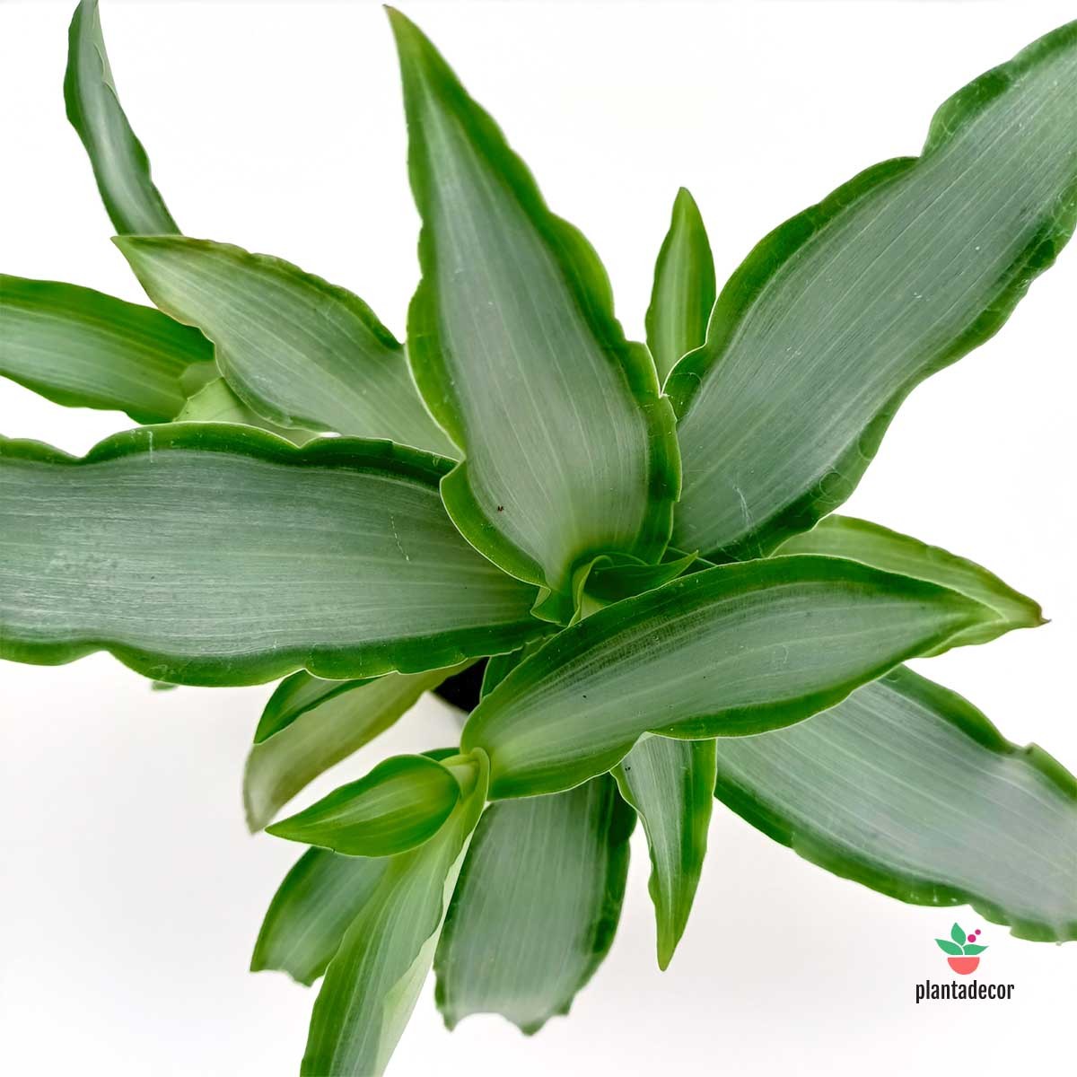 Comprar Tradescantia Silver