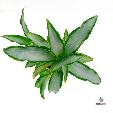 Tradescantia Silver