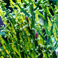 Baccharis Genistelloides Flores