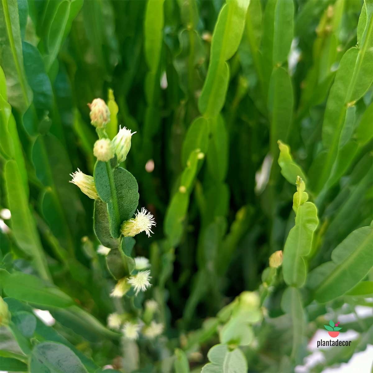 Cuidados Baccharis Genistelloides