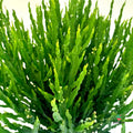 Comprar Baccharis Genistelloides