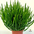 Flor Baccharis Genistelloides