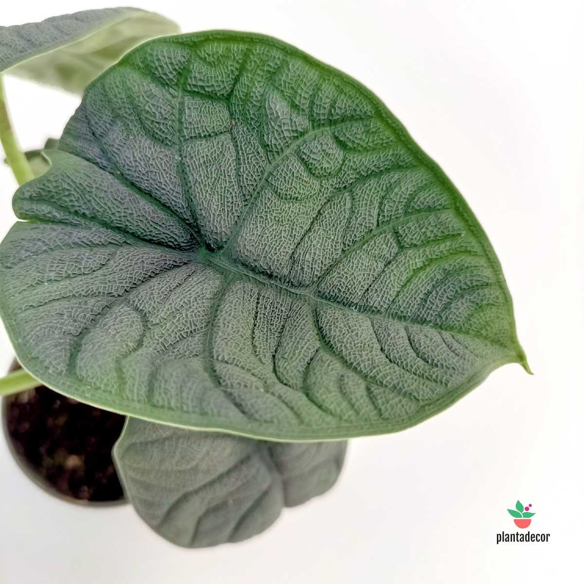 Alocasia Reptile Miniplanta