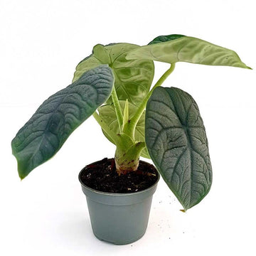 Alocasia Reptile 'Mini'