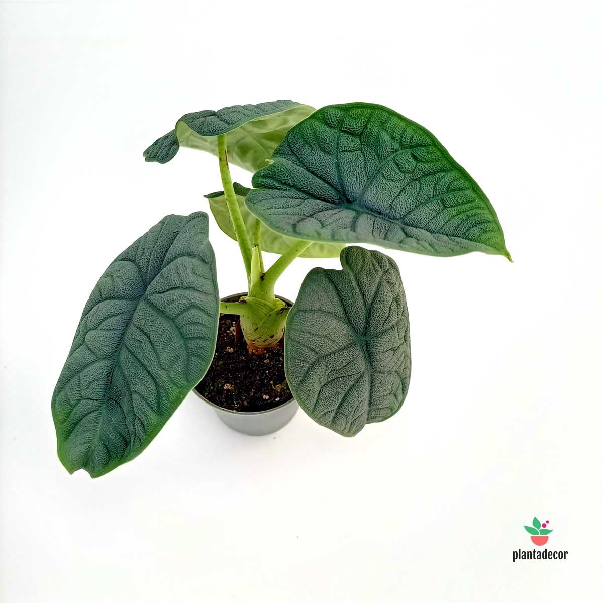 Cuidados Alocasia Reptile